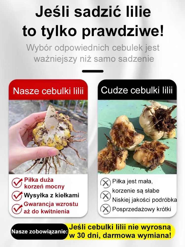 【Bardziej pachnący niż perfumy】Cebulki lilii Four Seasons pachnące na tysiące mil,Kwitnie co roku