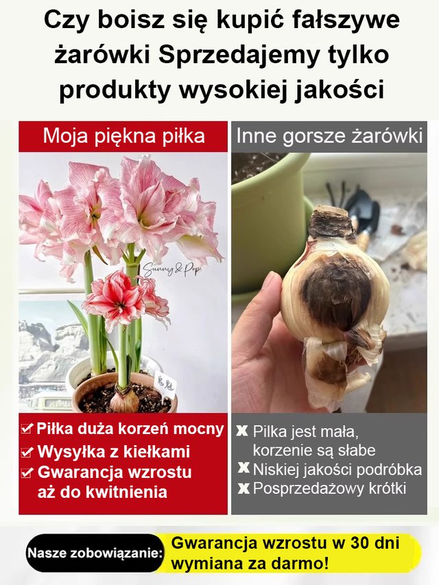 Silnie pachnące, całoroczne, kwitnące cebule amarylisów